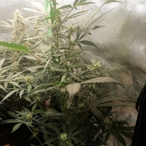 Ute growlog timeline photo