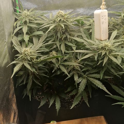 Cinderella growlog timeline photo
