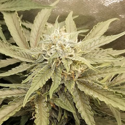 Cinderella growlog timeline photo
