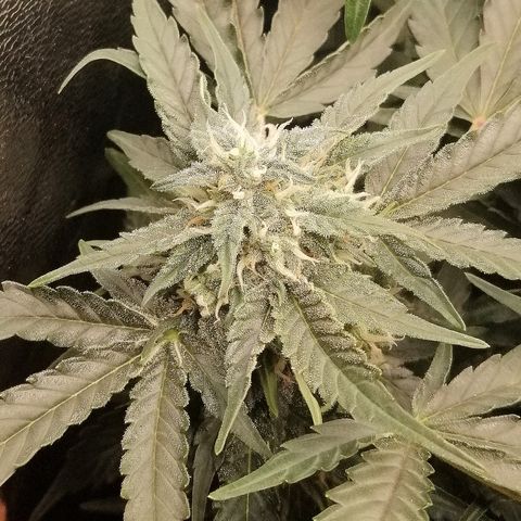 Cinderella growlog timeline photo