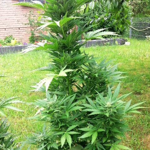 Susanne growlog timeline photo