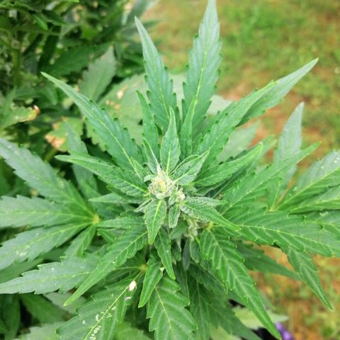Susanne growlog timeline photo