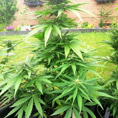 Bärbel growlog timeline photo