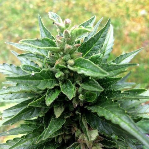 Julia growlog timeline photo
