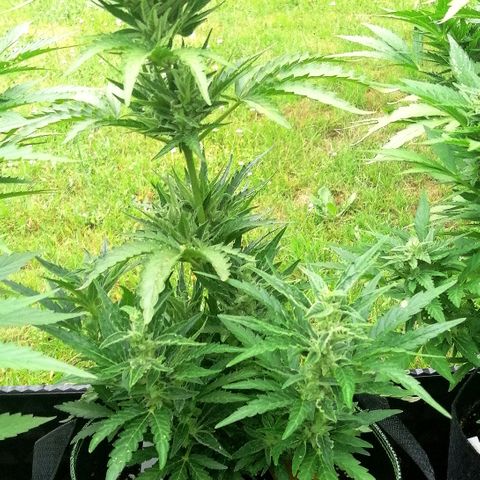 Julia growlog timeline photo