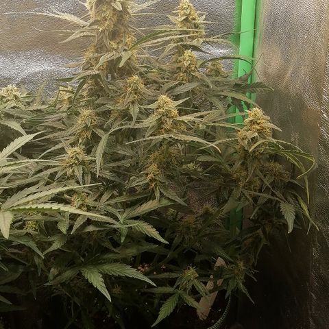 Elli growlog timeline photo
