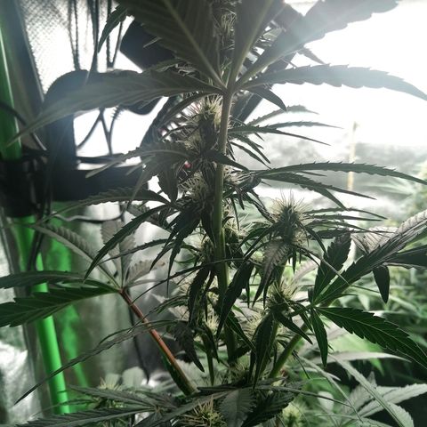 Ute growlog timeline photo
