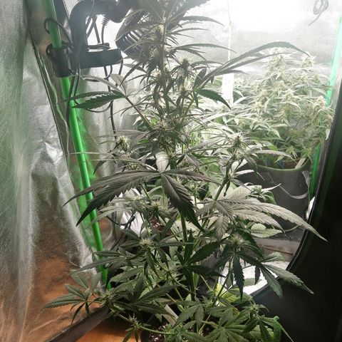 Ute growlog timeline photo