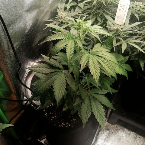 Anna growlog timeline photo