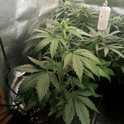 Anna growlog timeline photo