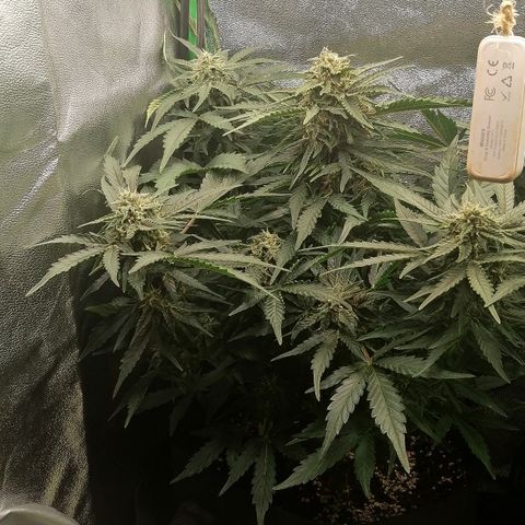 Cinderella growlog timeline photo