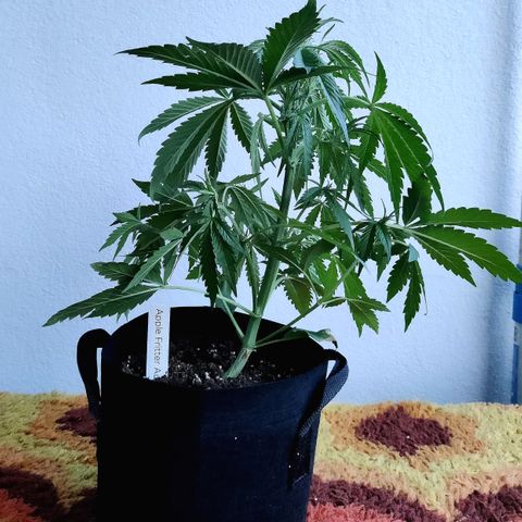 Anna growlog timeline photo