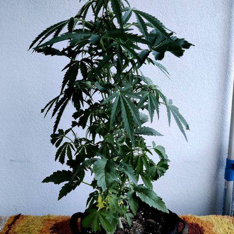 Waltraud growlog timeline photo