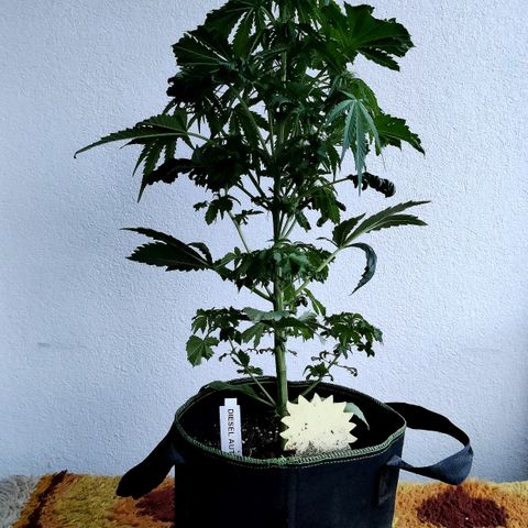 Jule growlog timeline photo