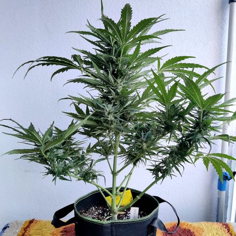 Ida growlog timeline photo