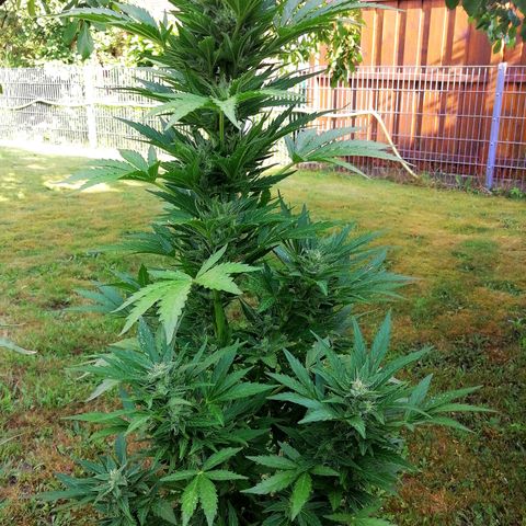 Susanne growlog timeline photo