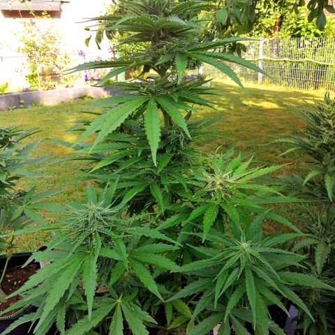 Bärbel growlog timeline photo
