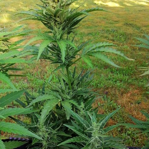 Julia growlog timeline photo