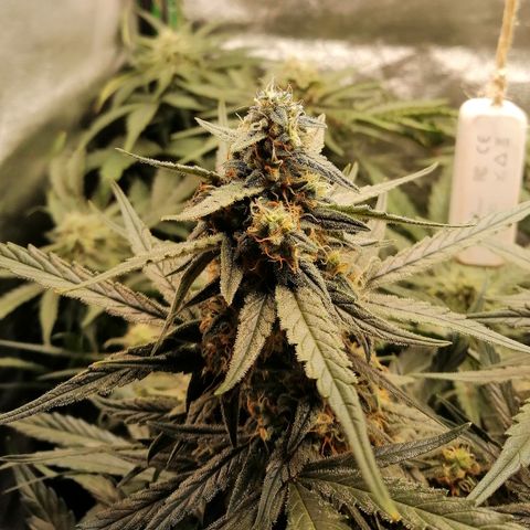 Elli growlog timeline photo