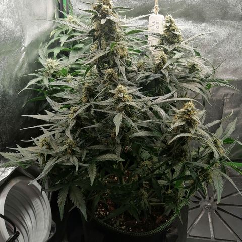 Elli growlog timeline photo