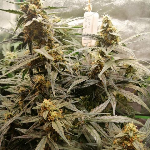 Elli growlog timeline photo