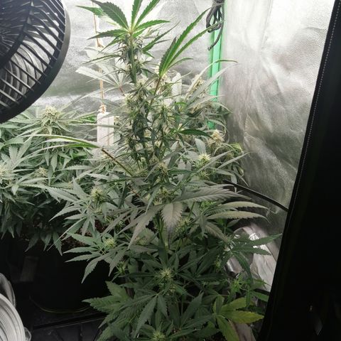 Ute growlog timeline photo