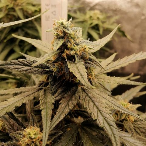 Elli growlog timeline photo