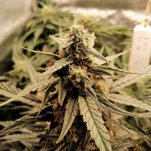 Elli growlog timeline photo
