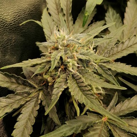 Cinderella growlog timeline photo