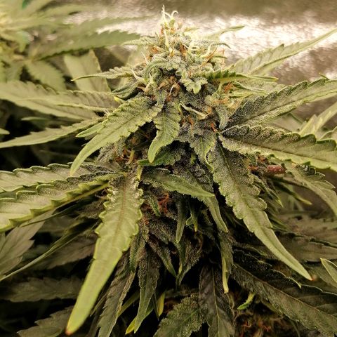 Cinderella growlog timeline photo