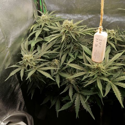 Cinderella growlog timeline photo