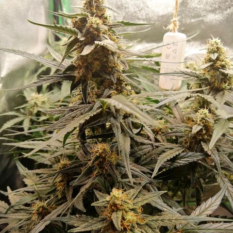 Elli growlog timeline photo