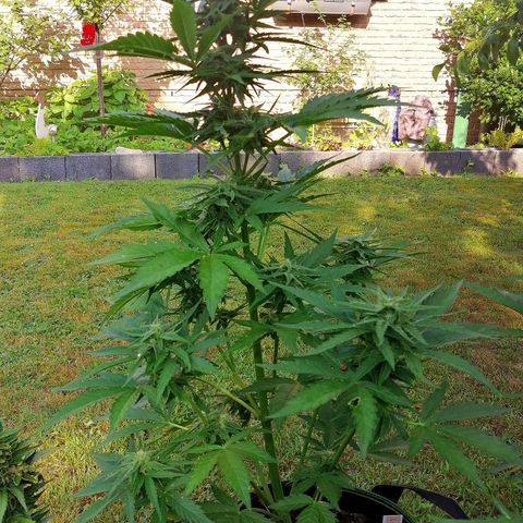 Elli growlog timeline photo