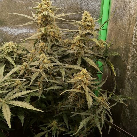 Elli growlog timeline photo