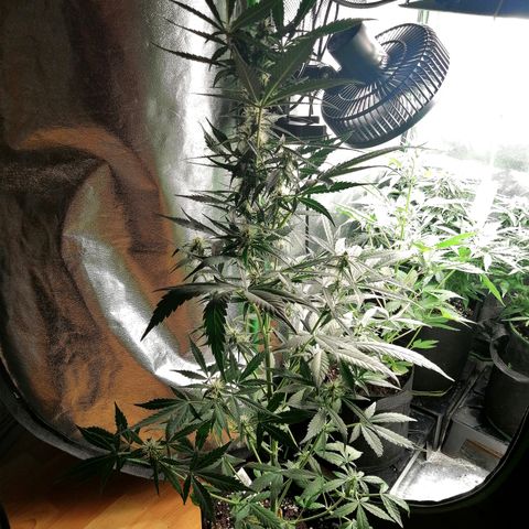 Ute growlog timeline photo