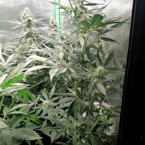 Ute growlog timeline photo