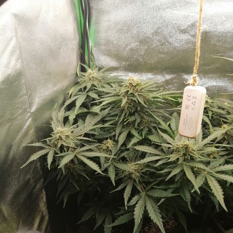 Cinderella growlog timeline photo