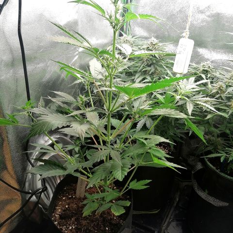 Anna growlog timeline photo