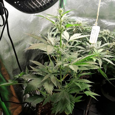 Anna growlog timeline photo