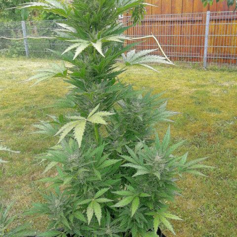 Susanne growlog timeline photo