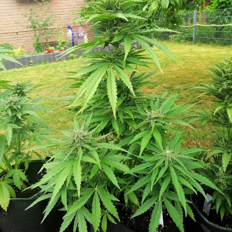 Bärbel growlog timeline photo