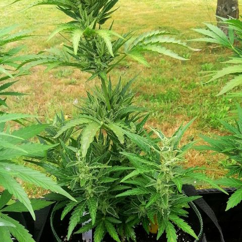 Julia growlog timeline photo