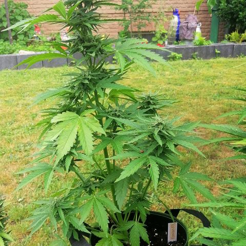Elli growlog timeline photo