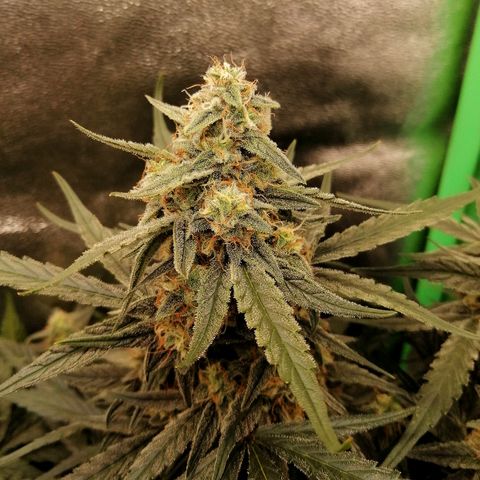 Elli growlog timeline photo