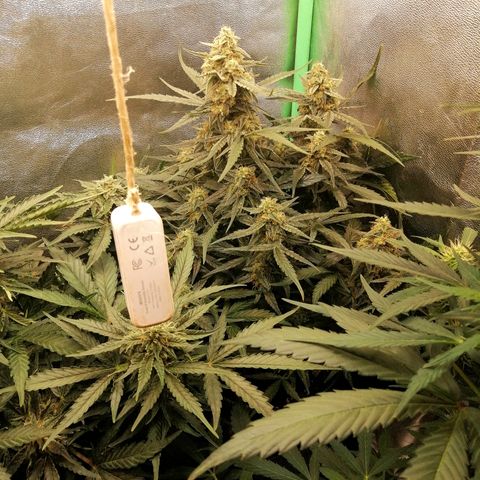 Elli growlog timeline photo