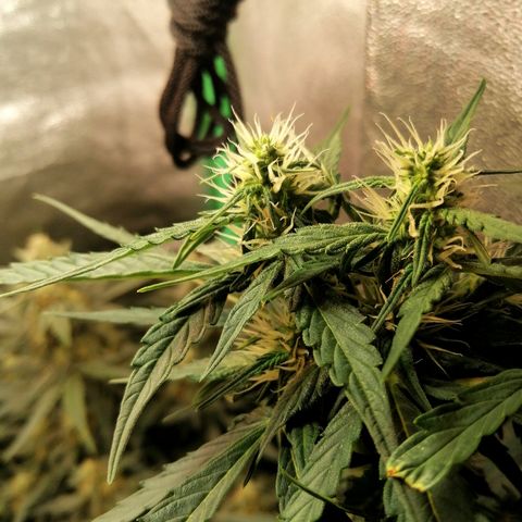 Ute growlog timeline photo