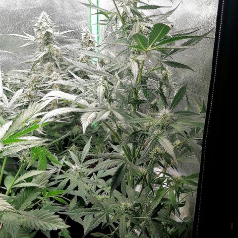 Ute growlog timeline photo