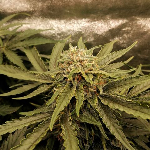 Cinderella growlog timeline photo
