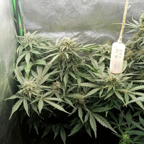 Cinderella growlog timeline photo