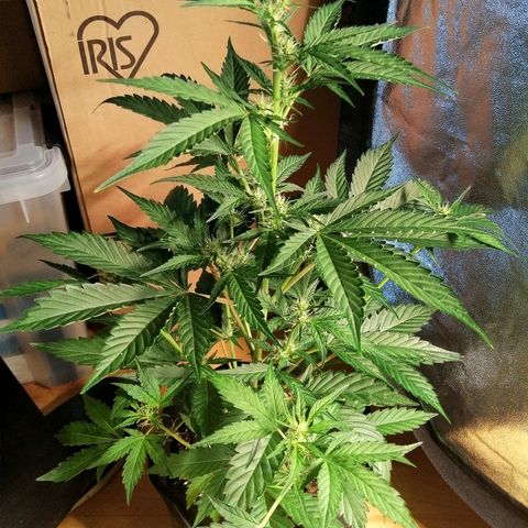 Anna growlog timeline photo